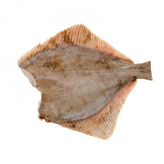 Flądra b/g, European Flounder without head, Platichthys flesus, ryby, ryby morskie 